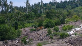 Memantau Harimau yang Bikin Geger Warga di Pulau Burung Indragiri Hilir