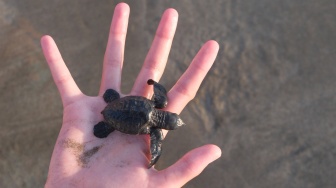 Seorang wisatawan mancanegara bersiap melepasliarkan tukik penyu lekang (Lepidochelys olivacea) pada musim penetasan telur di Pantai Kuta, Badung, Bali, Rabu (29/7/2026). [ANTARA FOTO/Nyoman Hendra Wibowo/tom]