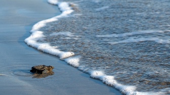 Seekor tukik penyu lekang (Lepidochelys olivacea) berjalan menuju laut saat pelepasliaran tukik pada musim penetasan telur di Pantai Kuta, Badung, Bali, Rabu (29/7/2026). [ANTARA FOTO/Nyoman Hendra Wibowo/tom]