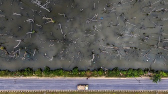Foto udara truk melintas di dekat kawasan hutan mangrove yang pohonnya mengering di Jalan Madusila, Kota Kendari, Sulawesi Tenggara, Rabu (29/7/2026). [ANTARA FOTO/Andry Denisah/wsj]