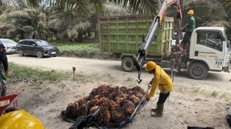 Harga Sawit Riau Periode 9-15 September Meroket, Nyaris Rp4 Ribu per Kg
