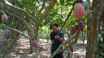 Melihat Budidaya Kakao Jembrana, Emas Cokelat Yang Memikat Pasar Jepang Dan Eropa