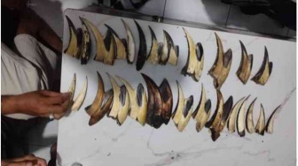 Kemenhut Tangkap Pengedar Sisik Trenggiling dan Paruh Rangkong di Padang, Ini Kronologinya