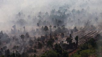 Foto udara kebakaran hutan dan lahan gambut di Kabupaten Kayong Utara, Kalimantan Barat, Jumat (31/7/2026).  [ANTARA FOTO/Jessica Wuysang/YU]
