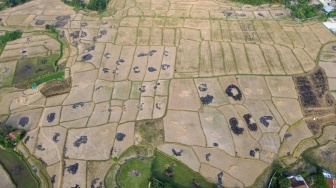 Foto udara sawah yang terdampak kekeringan di Kecamatan Cibarusah, Kabupaten Bekasi, Jawa Barat, Jumat (31/7/2026). [ANTARA FOTO/Darryl Ramadhan/YU]