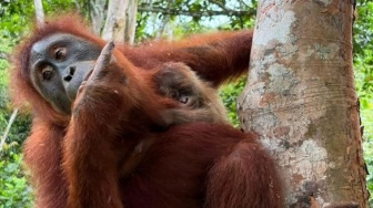Hore! Bayi Orangutan Sumatera Lahir di Cagar Alam Jantho, Hasil Program Rehabilitasi Kemenhut