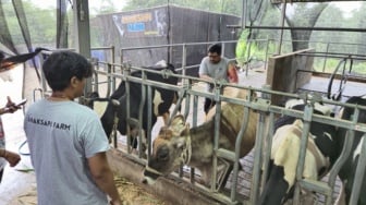 Dari Susu Jadi Yogurt Berkualitas, Transformasi Peternak Karanglo Naik Kelas Bersama BRI