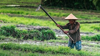 Negara Agraris Tanpa Regenerasi Petani, Sampai Kapan?