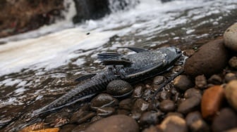 Sungai Cileungsi Tercemar Limbah, Kualitas Air Lampaui Baku Mutu