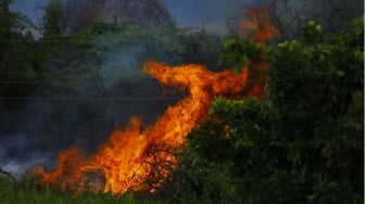 Ancaman El Nino 2026: Luas Area Terindikasi Terbakar Capai Tiga Kali Lipat Daratan Jakarta