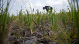 Petani membersihkan rumput di lahan sawah yang mengalami kekeringan di Desa Pematang Bangsal, Kecamatan Pemulutan Selatan, Kabupaten Ogan Ilir (OI), Sumatera Selatan, Kamis (6/8/2026). [ANTARA FOTO/Nova Wahyudi/wsj]