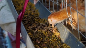 Bisakah "Apartemen Ayam-Maggot" Menjadi Solusi Sampah Organik di Kota?