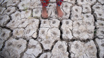 Petani menunjukkan kondisi sawah yang mengalami kekeringan di Desa Pematang Bangsal, Kecamatan Pemulutan Selatan, Kabupaten Ogan Ilir (OI), Sumatera Selatan, Kamis (6/8/2026). [ANTARA FOTO/Nova Wahyudi/wsj]