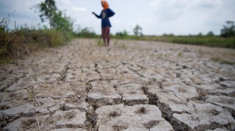 Petani menunjukkan kondisi sawah yang mengalami kekeringan di Desa Pematang Bangsal, Kecamatan Pemulutan Selatan, Kabupaten Ogan Ilir (OI), Sumatera Selatan, Kamis (6/8/2026). [ANTARA FOTO/Nova Wahyudi/wsj]