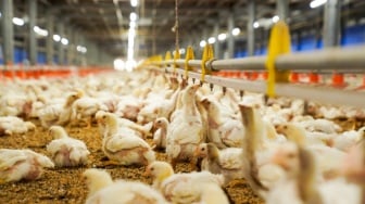 Mandipping hingga Musik Klasik 24 Jam: Menyusuri Jejak Ayam Krispy McD di Padahanten Farm