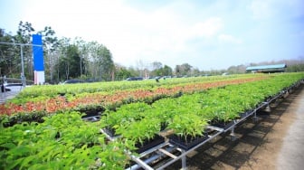 Sudah Dibangun Sejak 2023, Sejauh Mana Bibit Sriwijaya Kemampo Pulihkan Hutan Sumsel?