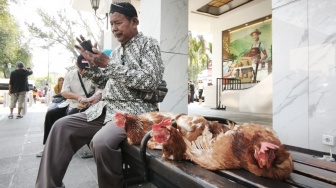 Jelang HUT RI ke-81, Peternak DIY Gerah: Harga Telur Anjlok, Pakan Meroket