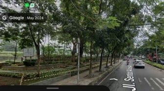 Sorotan Pohon Hilang di Gasibu, Dedi Mulyadi: 1 Pohon Ditebang Diganti 50 Asem Jawa