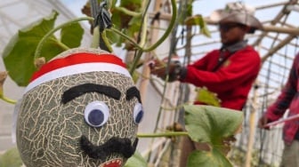 Melon 'Berwajah' Pejuang di Sleman, Cara Petani Muda Rayakan Kemerdekaan