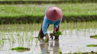 Tanoana mPae: Ketika Masyarakat Pamona Belajar Menjaga Pangan dari Sukma Padi