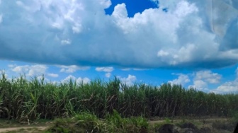 Ambisi Lampung Menjadi Raja Gula: 13 Ribu Hektare Lahan Tebu Baru Disiapkan