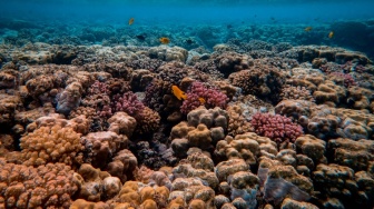 Menumbuhkan Rimba Bawah Laut: Perjuangan Sunyi Nyoman Nadiana dari Desa Les