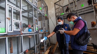 Tanpa Dokumen, 51 Ayam Bangkok Asal Malaysia Disita