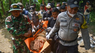 Tim Patroli Anak Nagari (Pagari) bersama TNI-Polri mengevakuasi Harimau Sumatera (Panthera tigris sumatrae) yang sudah dibius di Jorong Palimbatan, Nagari Pasie Laweh, Agam, Sumatera Barat, Rabu (12/8/2026). [ANTARA FOTO/Fitra Yogi/hma]