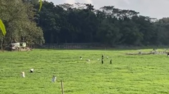 Kemarau Panjang Ubah Wajah Situ Gede, Air Menyusut Pemandangan Tak Biasa Ini Viral