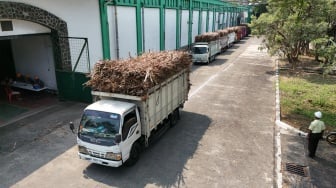 Petani Tebu Tetap Raih Cuan, Hasil Panennya Diserap Pabrik Gula
