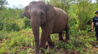 Hari Gajah Sedunia 2026, Domang 'si Selebriti' dan Eksistensi Gajah Nusantara