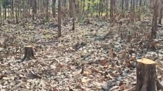 Puluhan Pohon Jati di RPH Sukun Bojonegoro Diduga Dibabat, Perhutani Lapor Polisi