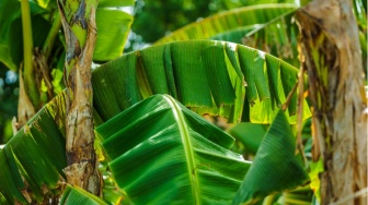 Tak Sekadar Limbah, Pelepah Pisang Ternyata Bisa Diolah Jadi Bioplastik Bikin Daging Lebih Awet