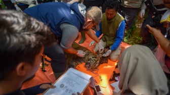 Tim dokter mengecek kondisi Harimau Sumatera (Panthera tigris sumatrae) yang sudah dibius di Jorong Palimbatan, Nagari Pasie Laweh, Agam, Sumatera Barat, Rabu (12/8/2026). [ANTARA FOTO/Fitra Yogi/hma]