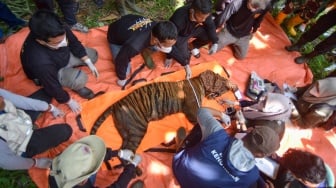 Harimau Sumatera Pemangsa Ternak Warga Berhasil Dievakuasi