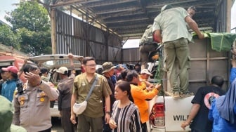 Ngeri! Macan Kumbang Nyelonong Masuk Permukiman di Batang, Ternak Warga Jadi Korban