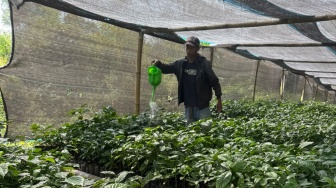 Menghidupkan Kembali 'Emas' Kopi Tombo, Menumbuhkan Ekonomi dan Menjaga Lingkungan