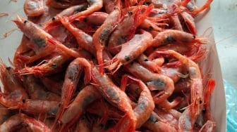 Kok Bisa Ratusan Ton Udang Asing 'Nyelonong' Masuk ke Indonesia?