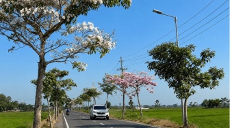 Menikmati Niten dari Jalan Sawah hingga Rimbun Tabebuya yang Mekar