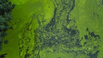 AI Bantu Ilmuwan Petakan Hamparan Alga yang Makin Meluas di Laut Dunia, Bagaimana Caranya?