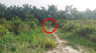 Heboh Penampakan Harimau di Pasir Putih Kampar, Ini Kata BBKSDA Riau