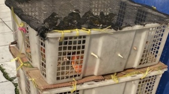 Penyelundupan 98 Burung Ilegal ke Jawa Berakhir di Pelabuhan Bakauheni