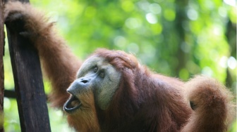 Populasi Orang Utan Sumatra Menurun, Peneliti Dorong Status Darurat Konservasi