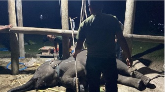 Diduga Terserang Virus, Kemenhut Ungkap Penyebab Kematian Gajah Yuna di Aceh