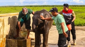Jaga Gajah Sumatera, Pertamina Kilang Plaju Perkuat Upaya Melestarikan Warisan Alam Sumsel
