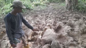 Bayi Gajah Sumatera Ditemukan Mati di Aceh Timur, BKSDA Ungkap Dugaan Penyebabnya