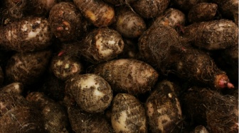 5 Bahan Makanan yang Beracun Jika Tidak Diolah Benar, Termasuk Kimpul?
