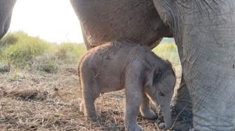 Kado Kemerdekaan dari Alam, Anak Gajah Sumatera Lahir di Sumsel