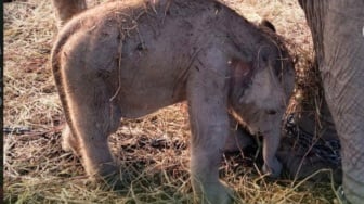 Lahir di Tengah Cuaca Panas Ekstrem, Bayi Gajah Sumatera di Padang Sugihan Dapat Perawatan