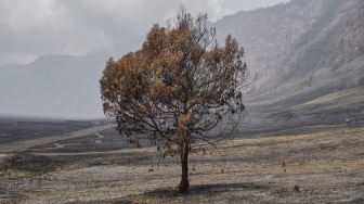Kondisi pohon terdampak kebakaran hutan dan lahan di Taman Nasional Bromo Tengger Semeru (TNBTS), Jawa Timur, Kamis (20/8/2026). [ANTARA FOTO/Irfan Sumanjaya/nz]